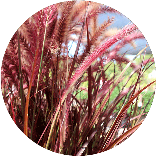 Purple Fountain Grass.